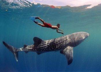 Exploring the Depths Maafushi Shipwreck and Snorkeling with Nurse Sharks Alongside Dolphin Watching