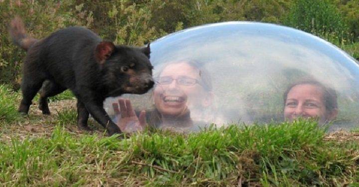 Exploring Southeastern Cuisine A Private Guided Tour with the Tasmanian Devil Unzoo