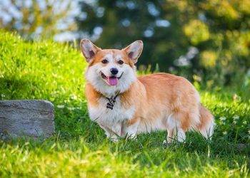 The Yellow Menace: How Dog Urine is Destroying Your Lawn