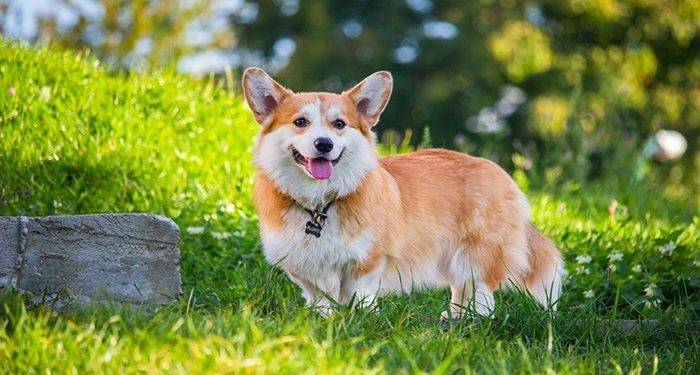 The Yellow Menace: How Dog Urine is Destroying Your Lawn